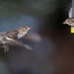 爱情岛官方论坛:探索浪漫与激情的交流平台 68ue1bqiaw